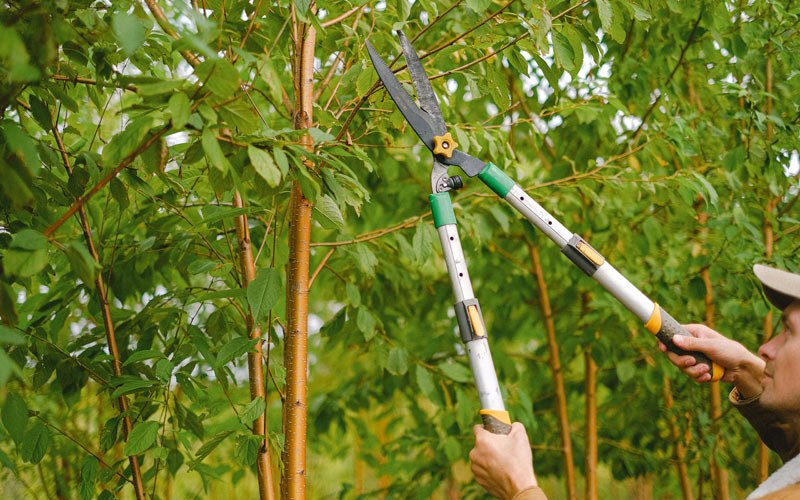 Tree trimming in Lexington, OR
