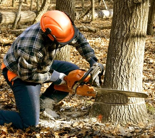Tree Removal in Lexington, OR